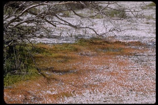 Image of sand pygmyweed