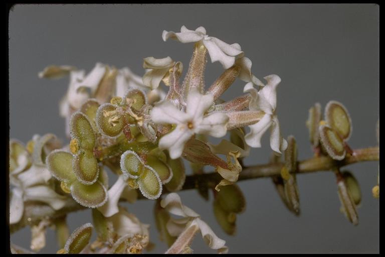 Image of California shieldpod