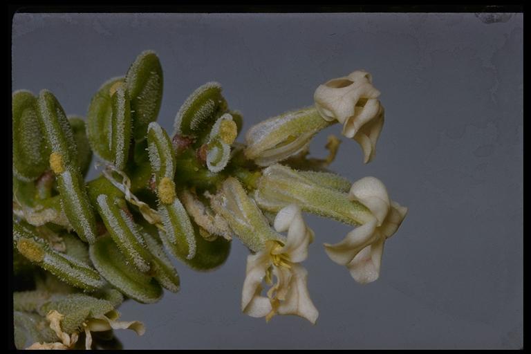 Image of California shieldpod