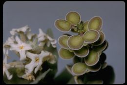 Image of California shieldpod