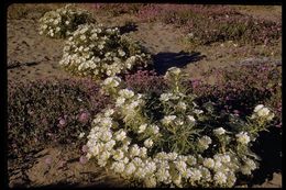 Imagem de Oenothera deltoides Torr. & Frem.