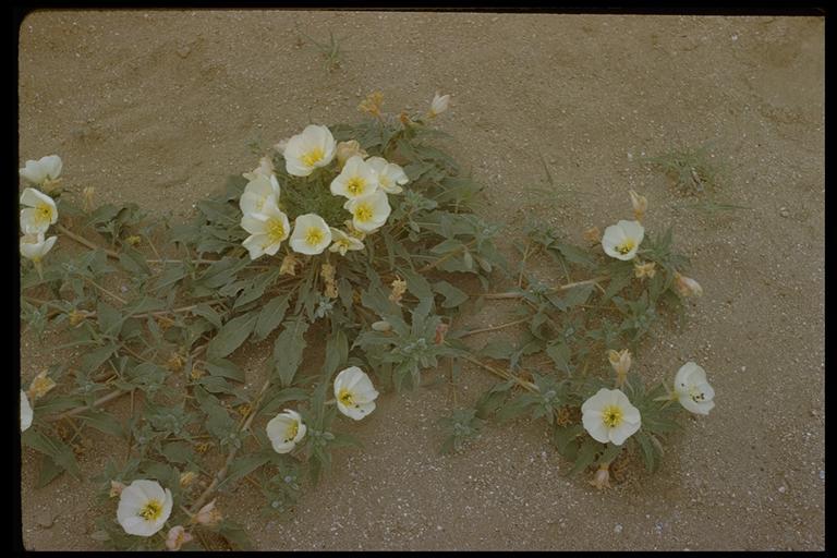 Imagem de Oenothera deltoides Torr. & Frem.