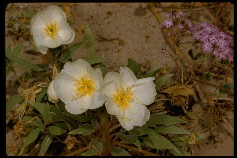 Imagem de Oenothera deltoides Torr. & Frem.