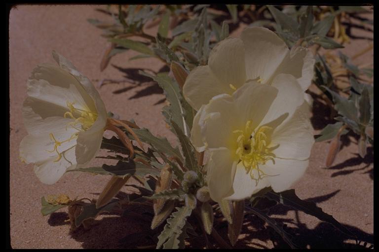 Imagem de Oenothera deltoides Torr. & Frem.