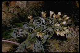 Eremothera boothii subsp. decorticans (Hook. & Arn.) W. L. Wagner & Hoch resmi