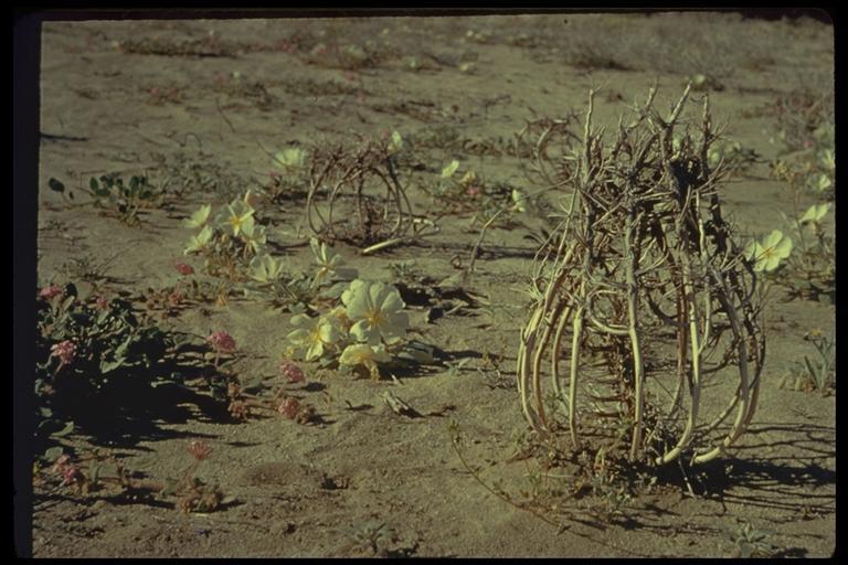 Imagem de Oenothera deltoides Torr. & Frem.