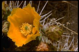 Image of Brownspine Pricklypear