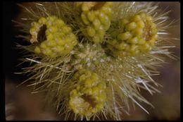 Image of teddybear cholla