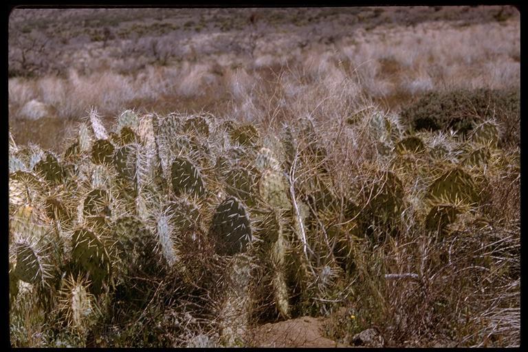 Image of <i>Opuntia polyacantha</i> var. <i>erinacea</i>