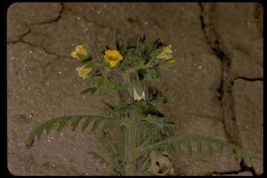 صورة Emmenanthe penduliflora Benth.