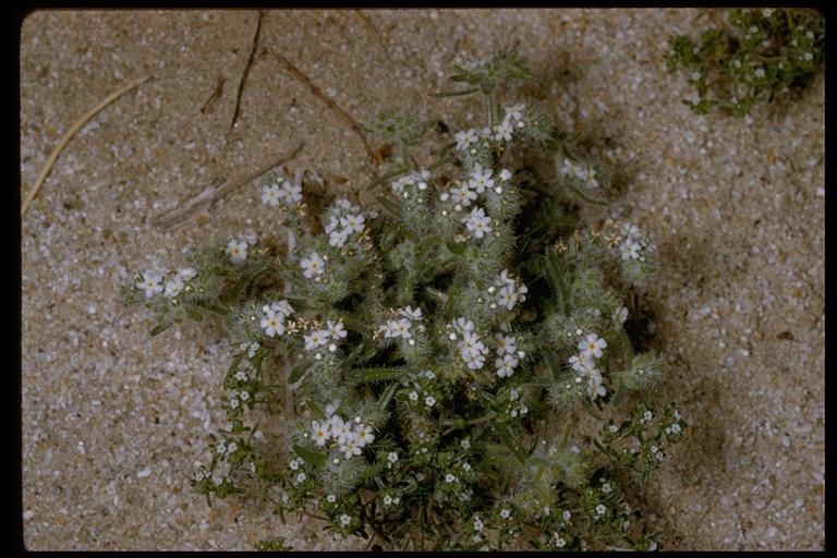 Image of Panamint cryptantha