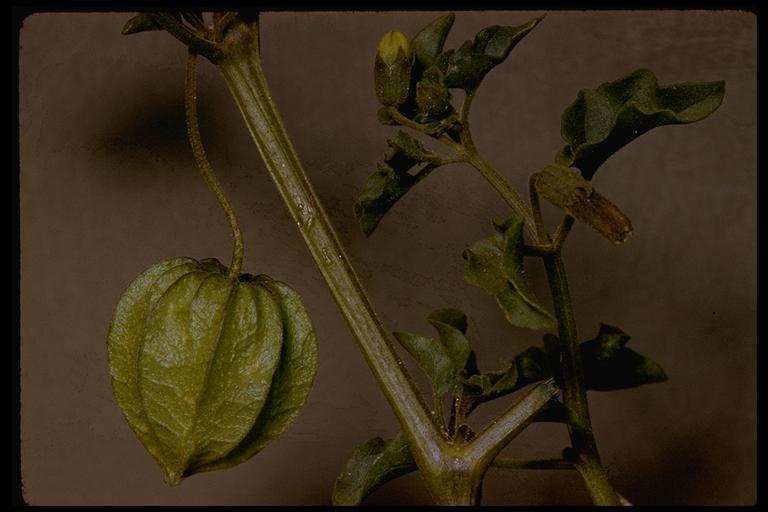 Image of yellow nightshade groundcherry