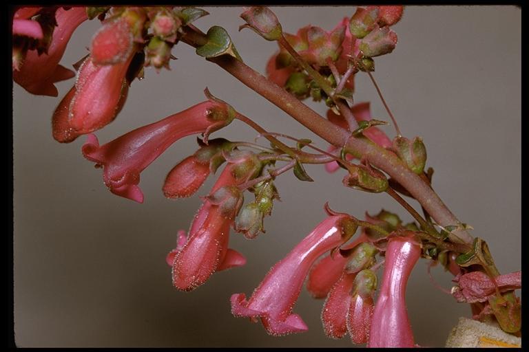 Image of Cleveland's beardtongue