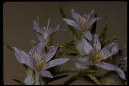 Imagem de Eriastrum diffusum (A. Gray) Mason