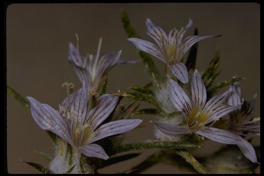 Imagem de Eriastrum diffusum (A. Gray) Mason