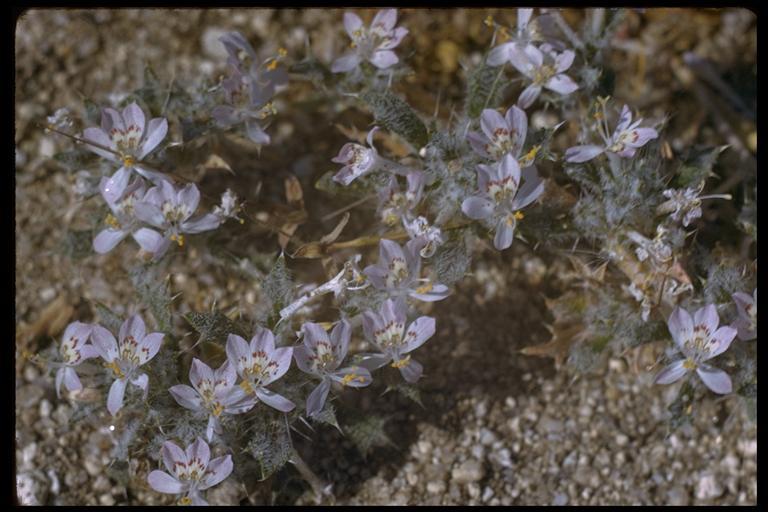 Image of Schott's calico