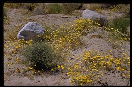 Image of smooth desertdandelion