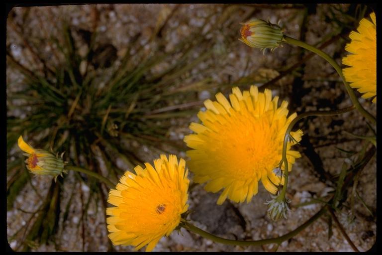 Image of smooth desertdandelion