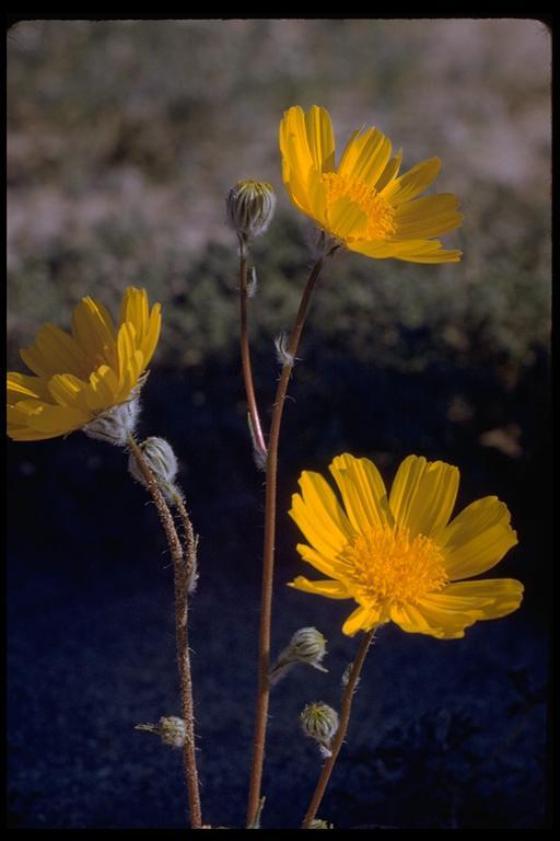 Geraea canescens Torr. & A. Gray的圖片