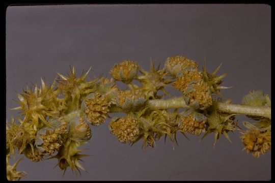 Ambrosia dumosa (A. Gray) Payne的圖片