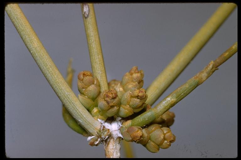 Imagem de Ephedra nevadensis S. Watson