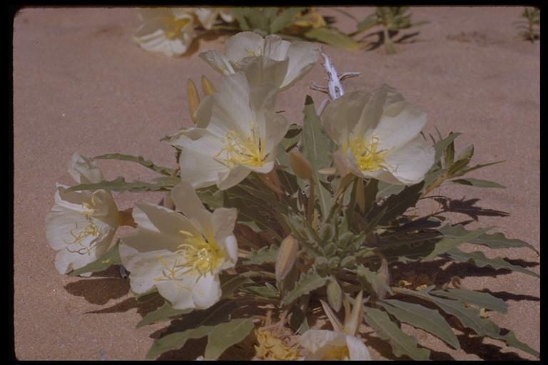 Imagem de Oenothera deltoides Torr. & Frem.