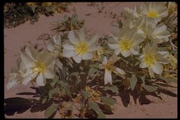 Imagem de Oenothera deltoides Torr. & Frem.