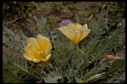 Imagem de Oenothera primiveris A. Gray