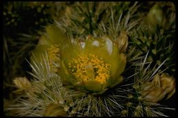 Imagem de <i>Cylindropuntia acanthocarpa</i> var. <i>coloradensis</i>