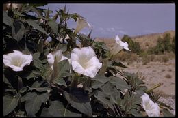 Imagem de Datura wrightii Hort. ex Regel