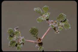 Tiquilia plicata (Torr.) A. Richards. resmi