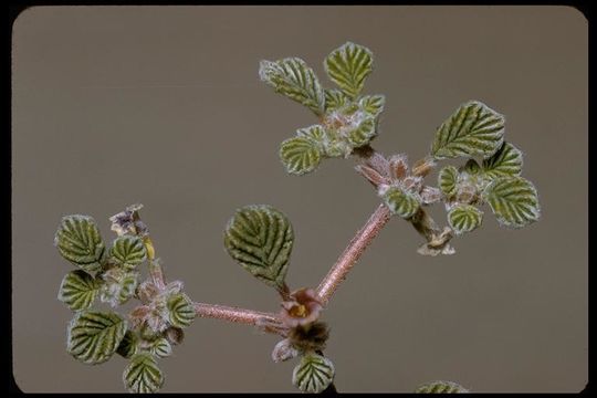 Image of fanleaf crinklemat