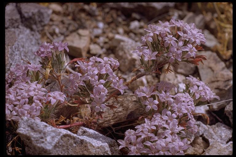 Image of Great Basin langloisia