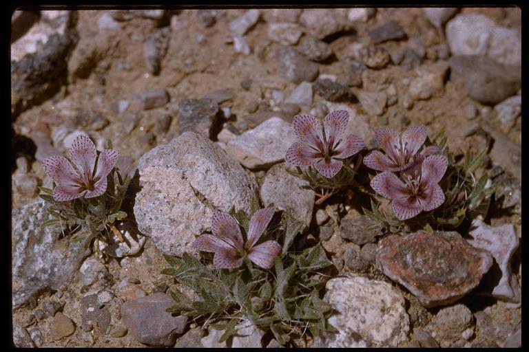 Image of Great Basin langloisia