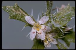 Image of Schott's calico