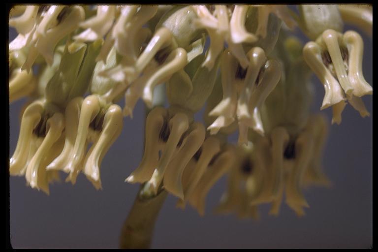 Image of rush milkweed