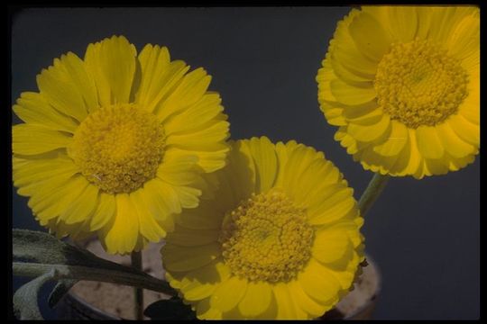 Image of desert marigold