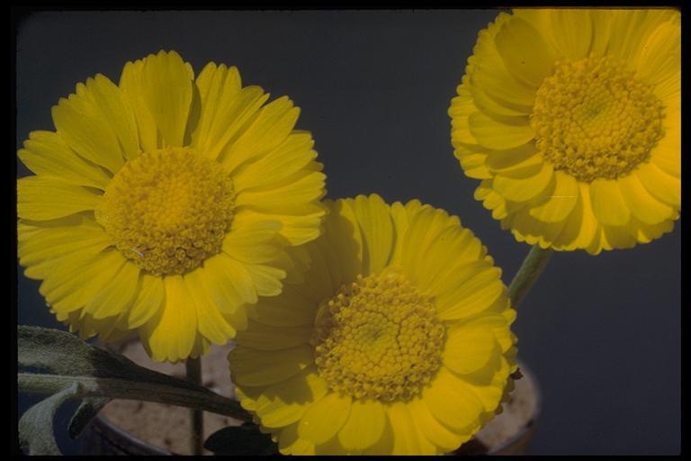 Image of desert marigold