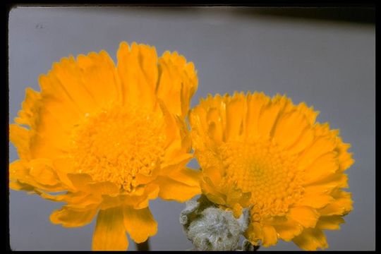 Image of woolly desert marigold