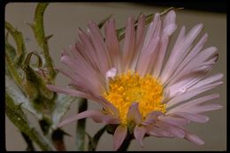 Слика од Xylorhiza tortifolia (Torr. & A. Gray) Greene