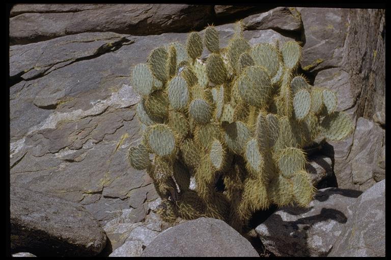 Image of Dollar-joint Prickly-pear