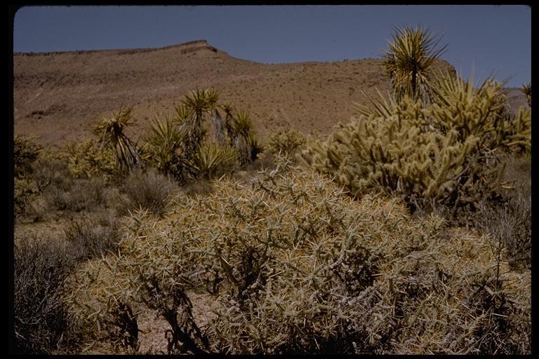 Imagem de Cylindropuntia ramosissima (Engelm.) F. M. Knuth