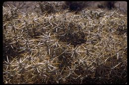 Imagem de Cylindropuntia ramosissima (Engelm.) F. M. Knuth