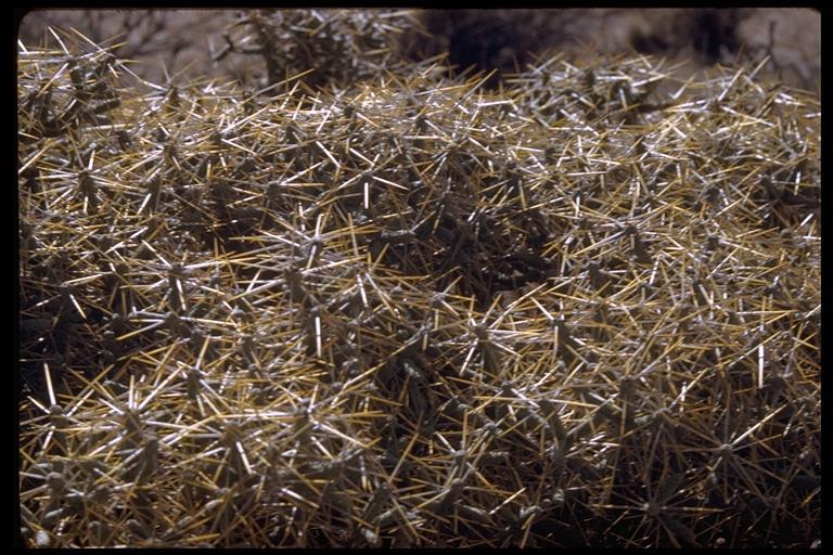 Imagem de Cylindropuntia ramosissima (Engelm.) F. M. Knuth