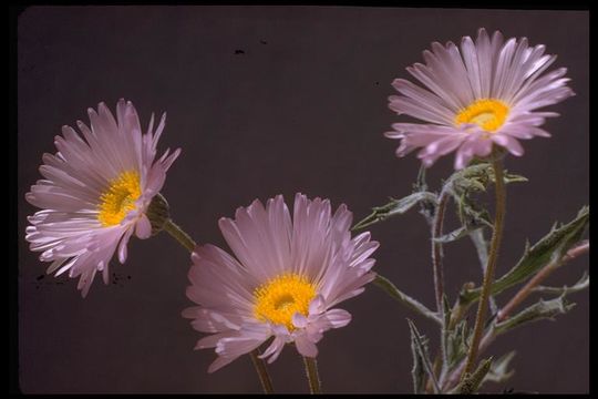 Image de Xylorhiza tortifolia (Torr. & A. Gray) Greene