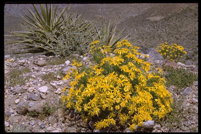 Image of narrowleaf goldenbush