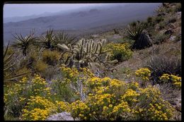 Image of narrowleaf goldenbush