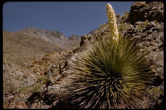 Image of Parry's beargrass