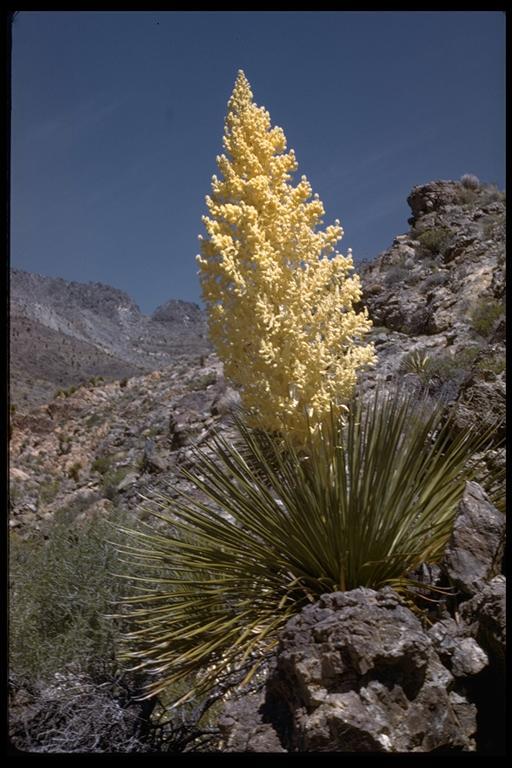 Image of Parry's beargrass