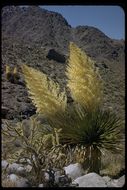 Image of Parry's beargrass